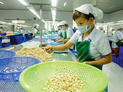 Hạt điều xuất khẩu