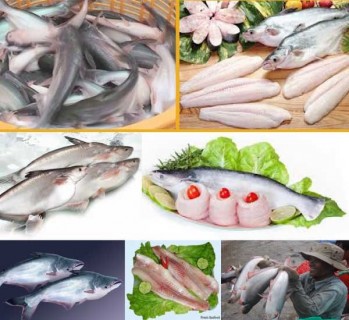 Cá Tra Vệt Nam