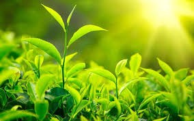 80% sản lượng trà ô long Long Đỉnh được xuất khẩu