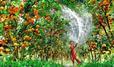 Giá trái cây ĐBSCL tăng kỷ lục, xuất khẩu rộng mở