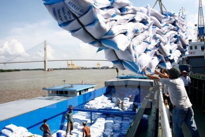 Xuất khẩu gạo sang thị trường châu Âu tăng trưởng mạnh