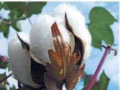 Nửa đầu năm 2017, nhập khẩu bông tăng cả về lượng và trị giá