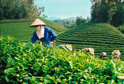 Kim ngạch xuất khẩu chè Việt Nam tăng 11,8%