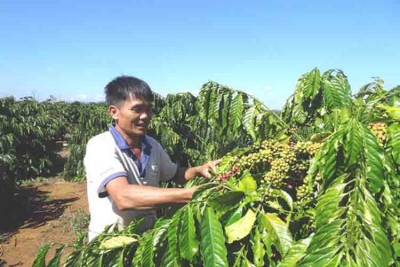Xuất khẩu cà phê sẽ cải thiện trong quý IV?