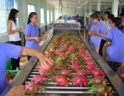 Thanh long xuất khẩu. Ảnh minh họa