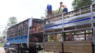 Dự kiến, năm nay có khoảng 2,4 triệu con lợn được XK sang Trung Quốc theo đường tiểu ngạch. Ảnh: Internet