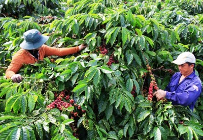 Nâng cao chất lượng và thương hiệu cà phê Việt Nam bằng việc đầu tư hoàn thiện chuỗi giá trị sản xuất tiêu thụ cà phê