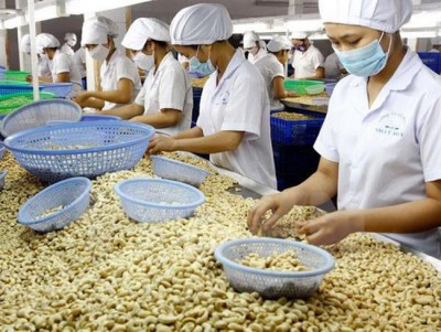 Dù xuất khẩu điều tăng mạnh về giá trị nhưng ngành sản xuất này vẫn đang đối mặt với nhiều thách thức trước mắt và dài hạn (Ảnh minh họa)