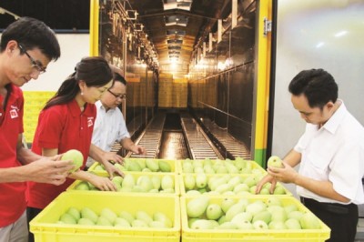 Việt Nam có nhiều lợi thế để thúc đẩy XK rau quả. Ảnh: ST.