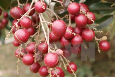 Trái cây là một trong những mặt hàng bị cấm nhập khẩu vào Algeria. (Ảnh: Hoài Thu/TTXVN)