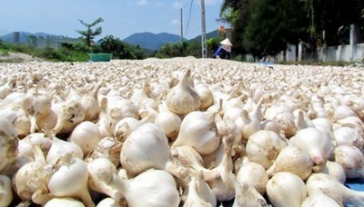 Gìn giữ thương hiệu tỏi Lý Sơn