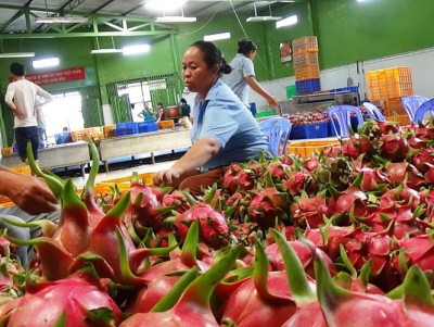 Xuất khẩu rau quả 6 tháng đầu năm 2018 đạt 2 tỷ USD