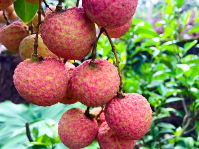 Vải thiều Bắc Giang còn khoảng 2 tuần nữa là kết thúc vụ 2018 - Ảnh: VGP/Đỗ Hương