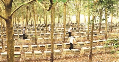 Hiện nay, mật ong Việt Nam chủ yếu XK dưới dạng thô, thiếu thương hiệu trên thị trường quốc tế. Ảnh: ST.