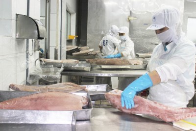 Chế biến cá ngừ xuất khẩu. Ảnh: T.H