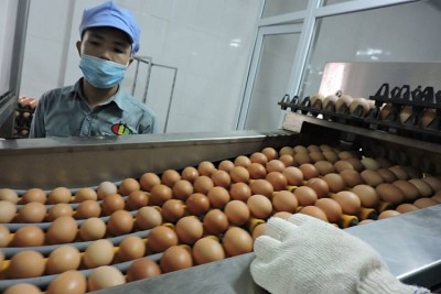 Toàn bộ trứng gia cầm nhập khẩu đều là trứng thương phẩm không có phôi. Ảnh minh họa. Ảnh: Thanh Nguyễn