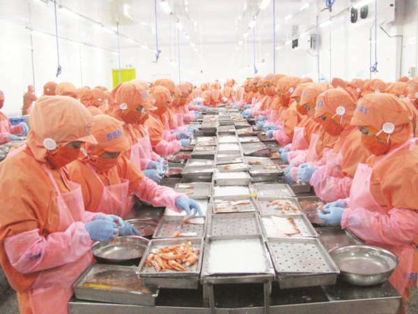Bị EU rút thẻ vàng sẽ gây ra nhiều tổn thất cho XK hải sản Việt Nam vào thị trường này. Ảnh: Nguyễn Thanh.