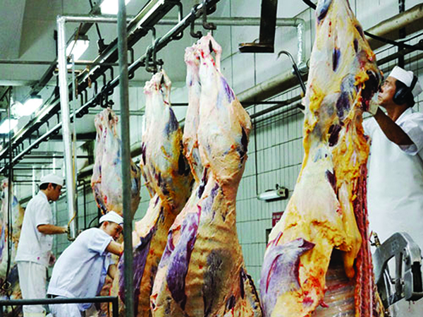 Áp lực cạnh tranh lên thịt bò Việt sẽ gia tăng khi Hiệp định Thương mại tự do Việt Nam - EU (EVFTA) dự kiến chính thức có hiệu lực trong năm 2018. Quy trình giết mổ bò của VISSAN. Ảnh: S.T