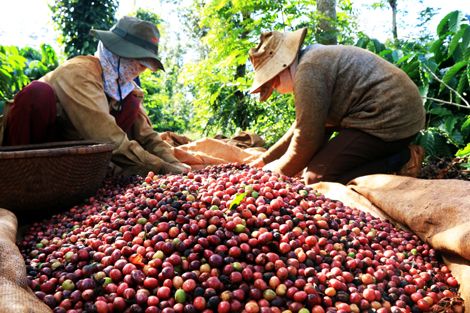 Xuất khẩu cà phê: Sản lượng tăng, thị trường thuận lợi